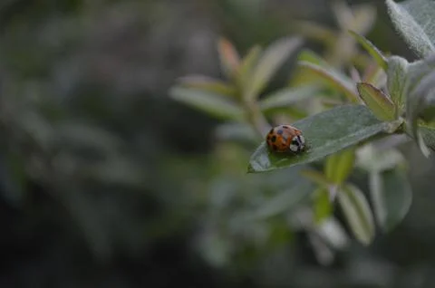 The Tiny Bugs Foto stock