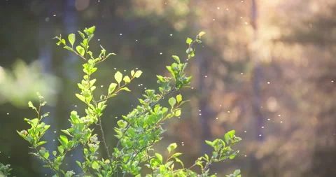 Tiny Bugs Swarm in Warm Sunset Glow Dreamy Forest Light Alaska Vidéo 247027187