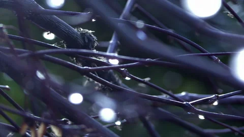 Tiny bugs on water droplet covered branch branches Stock Footage 302862518
