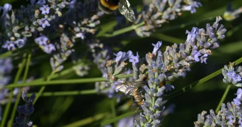 Tiny Bumblebee Hurries Across Lavender Plant Stock Footage 113149302