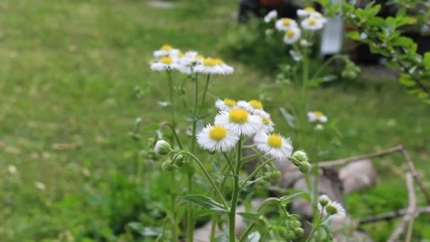 Tiny bunch of flowers in the wind 2 Stock Footage 159666372