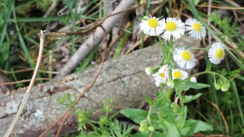 Tiny bunch of flowers in the wind 3 Stock Footage 159666314