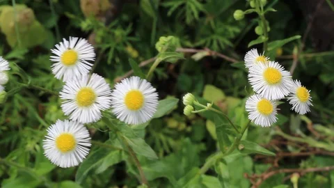 Tiny bunch of flowers in the wind 4 Stock Footage 106369802
