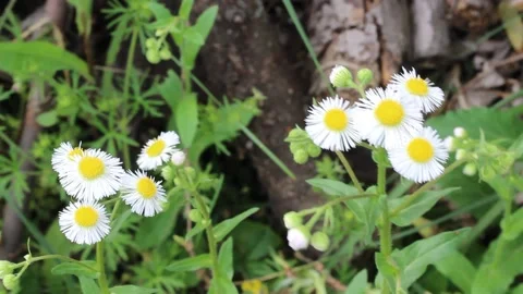 Tiny bunch of flowers in the wind Stock Footage 159666416