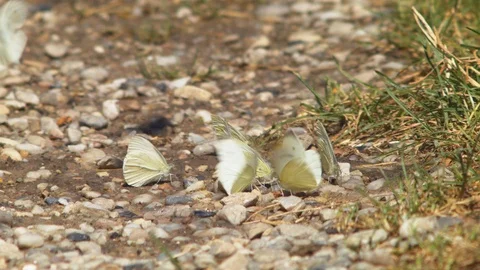 Tiny butterflies land and huddle together on a rocky path in daylight. Stock Footage 111888692