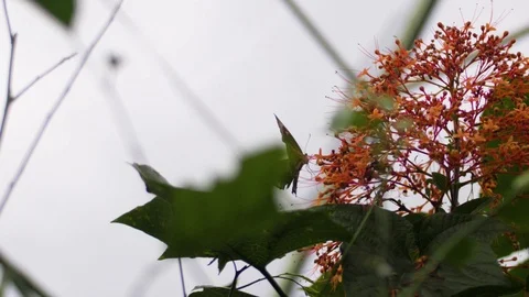 Tiny butterfly fluttering around a pretty orange and red flower in a Stock Footage 113412265