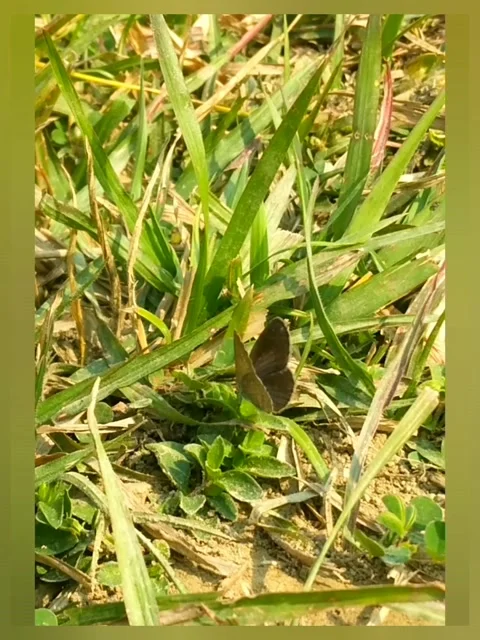 Tiny butterfly Stock Footage 167059450