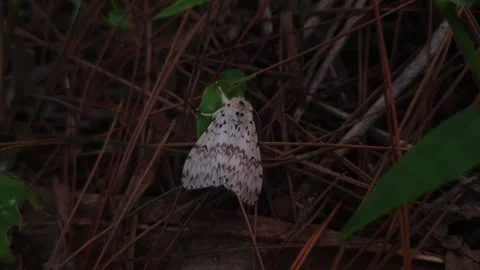 Tiny Butterfly in Gentle Motion Stock Footage 328400962