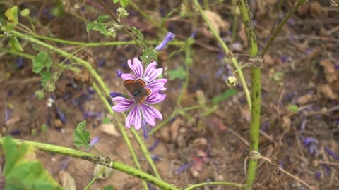 Tiny butterfly on mallow flower flying away flapping wings slow motion Stock Footage 252082968