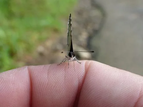 Tiny Butterfly Perched On Human Finger Stock Photos