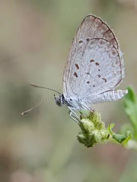 Tiny butterfly Stock Photos