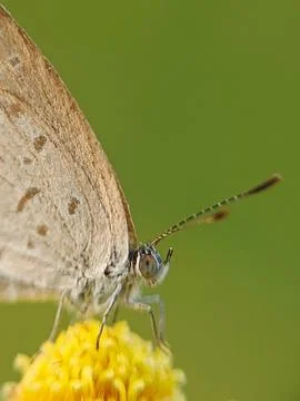 Tiny butterfly Stock Photos