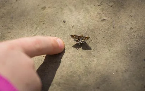 Tiny butterfly Photos