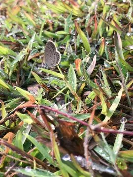Tiny Butterfly Resting on Dewy Grass in Morning Light Stock Photos