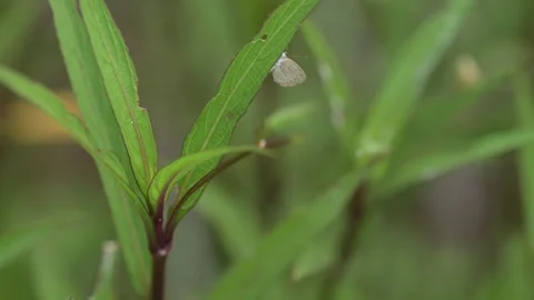 Tiny butterfly resting on green leaf   Stock Footage 292660387