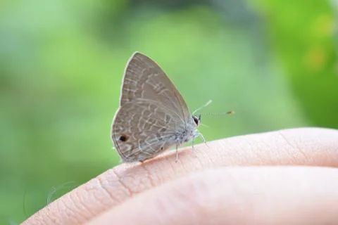 A tiny butterfly sitting on a human hand in front of blurred green natural ba Stock Photos
