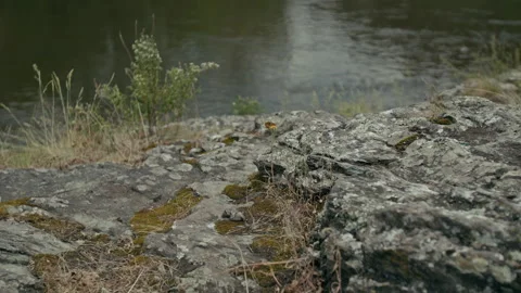 Tiny Butterfly Sitting on Rock Video stock 315162917