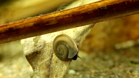 Tiny Button Sprite snail (Menetus opercularis) underwater  Video stock 301729306