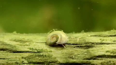 Tiny Button Sprite snail (Menetus opercularis) underwater  Video stock 302765595