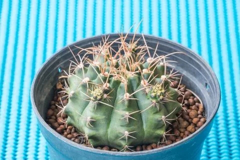 A tiny cactus on a blue background. Foto stock