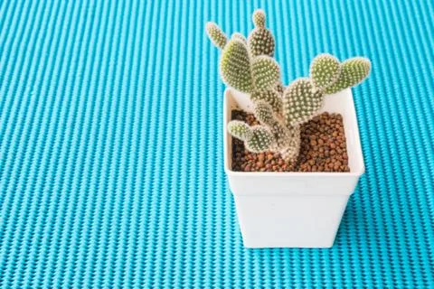 A tiny cactus on a blue background. Stock Photos