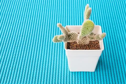 A tiny cactus on a blue background. Foto stock