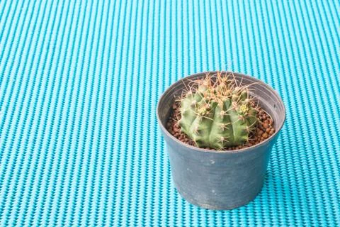 A tiny cactus on a blue background. Foto stock