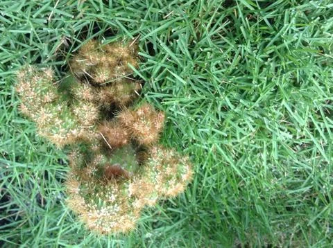 Tiny Cactus in the Garden Stock Photos