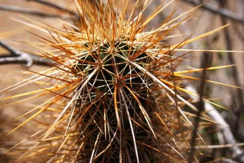 A tiny cactus Stock Photos