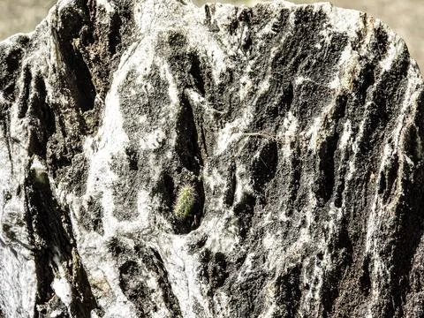 Tiny cactus sprouts from a crevice in a weathered, textured rock formation Foto stock