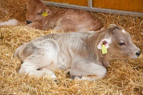 Tiny calf Stock Photos
