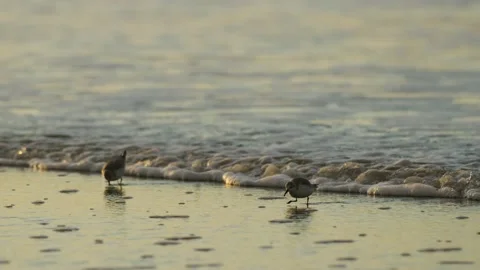 Tiny Calidris alba running away from sea foamy waves, follow view Vídeos de archivo 201180832