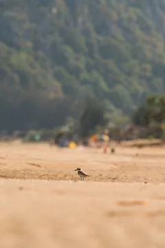 Tiny calidris bird foraging on natural tropical beach habitat Stock Photos