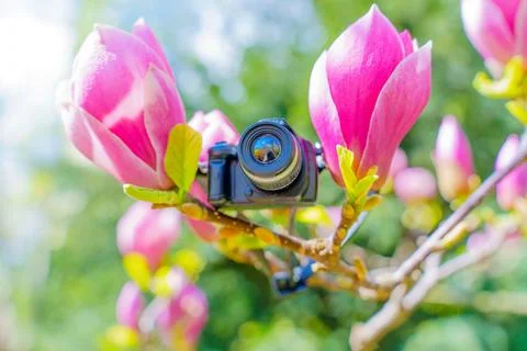 Tiny Camera Amongst Blooming Pink Magnolia Flowers 스톡 사진