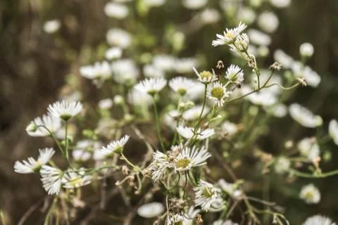 Tiny camomile flower Stock Photos