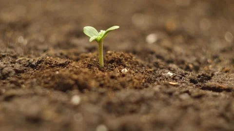Tiny cannabis sprout rotating in the pot. Video stock 130322286
