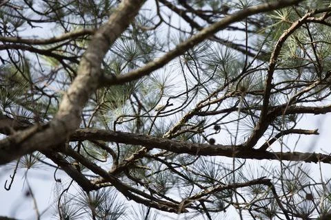 Tiny Carolina Chickadee in a Tree Stock Photos