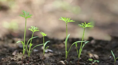 Tiny carrots just sprouting on farm swaying in the breeze Stock Footage 67650328