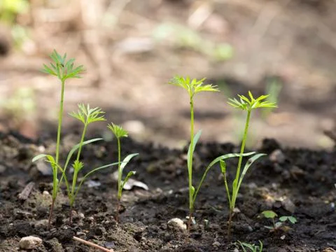 Tiny carrots just sprouting on farm Stock Photos