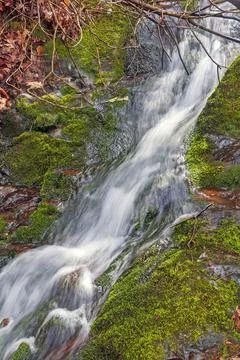 Tiny Cascade in a Verdant Forest Photos