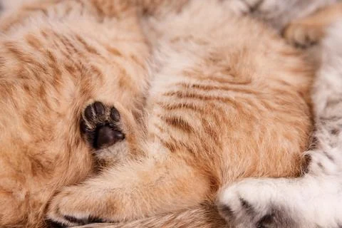 Tiny Cat Paw Emerging from Thick Ginger Fur Stock Photos