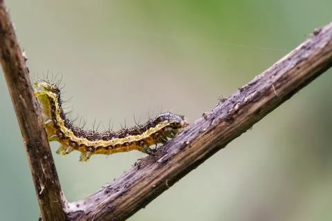 Tiny caterpillar crossing the stick Stock Photos