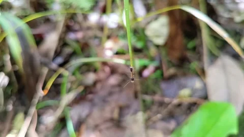 A tiny caterpillar hanging on a leaf tip in the tropical wilderness. Stockbeeldmateriaal 332315332