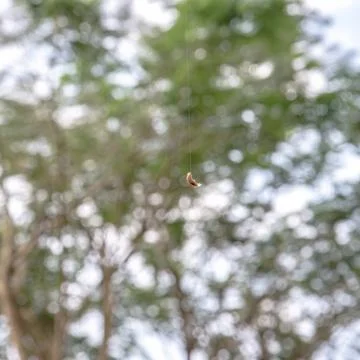 Tiny Caterpillar Hanging on Silk Thread with Bokeh Stock Photos