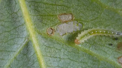 A tiny caterpillar leaves the dining room after eating a leaf 스톡 동영상 77015396