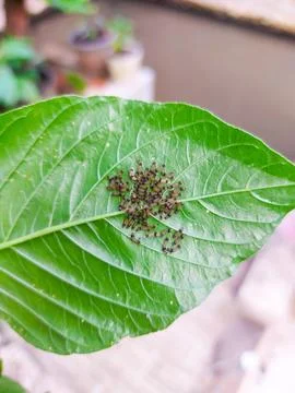 Tiny caterpillars hatching from eggs on green leaves. Stock Photos