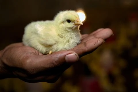 Tiny Chick in Caring Hands Stock Photos