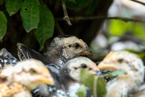 Tiny Chick Exploring the Wild Garden Stock Photos