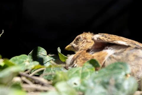 Tiny Chick Exploring the Wild Garden Stock Photos