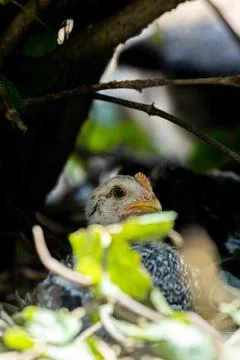 Tiny Chick Exploring the Wild Garden. Curious Chick Portrait in Natural Light Stock Photos